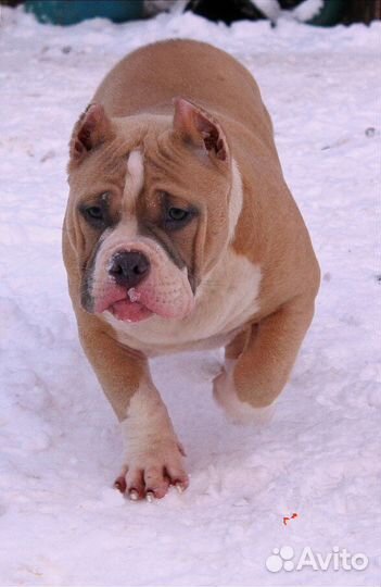 Щенок на прогулке. Американский булли