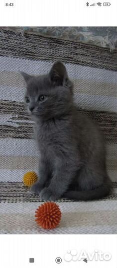 Британская