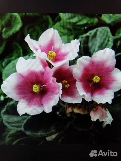 Детки сортовых фиалок