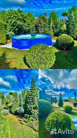 Хвойные растения(Питомник) Ландшафтный дизайн