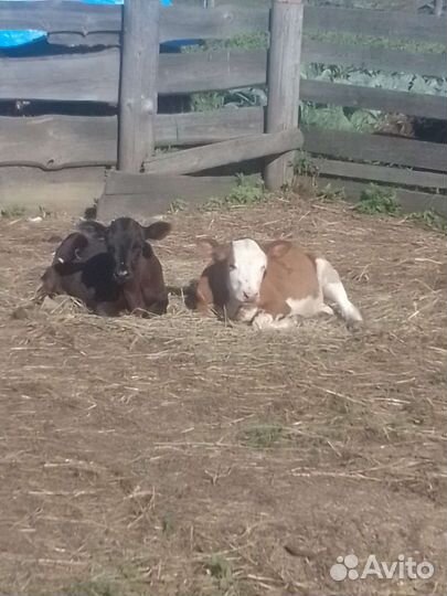 Другие животные