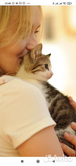 Котята в добрые руки