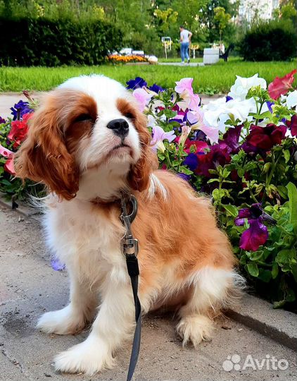 Кавалер кинг чарльз спаниель