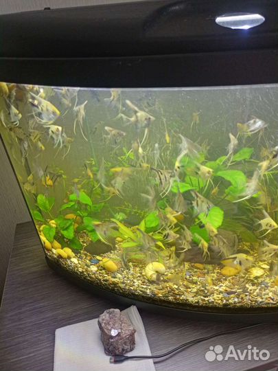 Продам рыбок