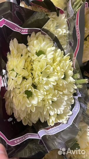 Хризантема, кустовая 70см, цветы, букеты