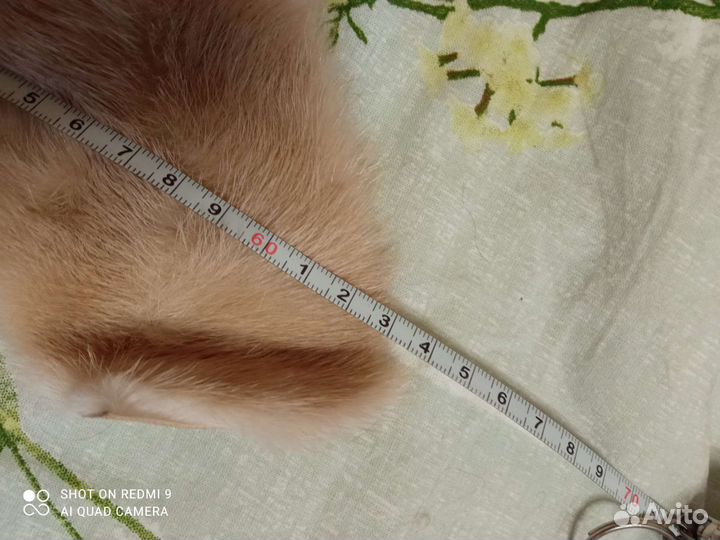 Шкурка животного