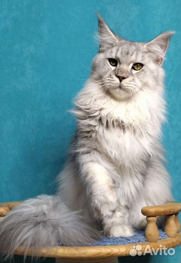 Котята Мейн-кун