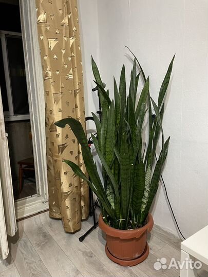 Сансевиерия щучий хвост