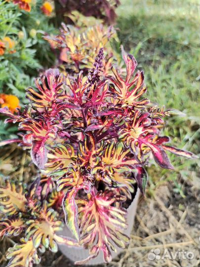 Колеусы вегетативные