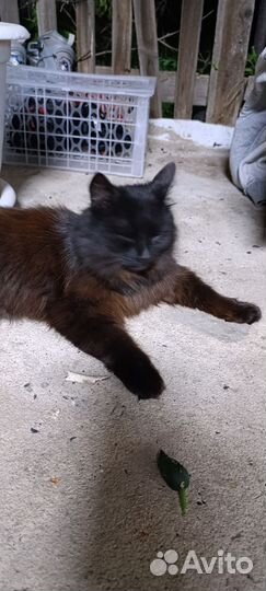 Черный пушистый кот в добрые руки