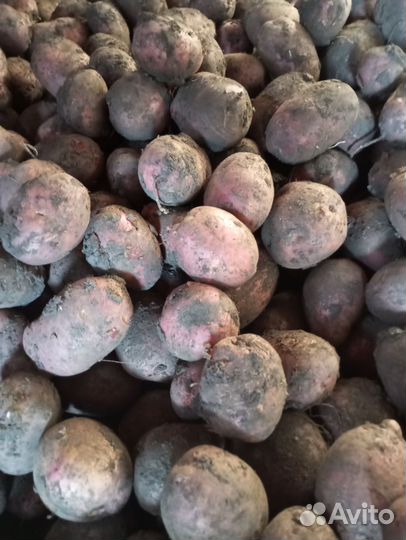 Картошка продажа