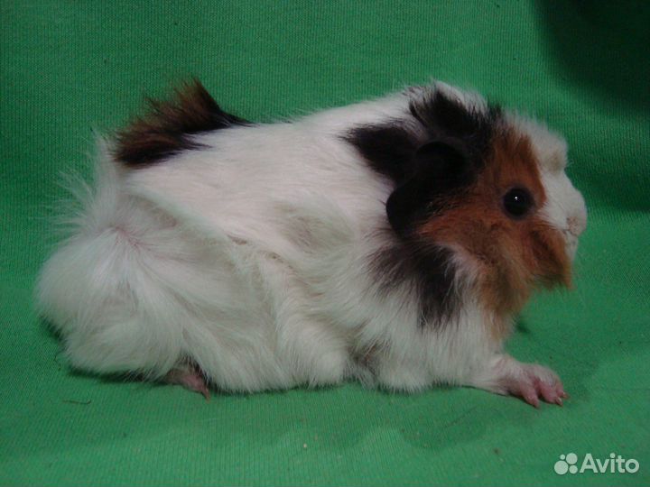 Морские свинки