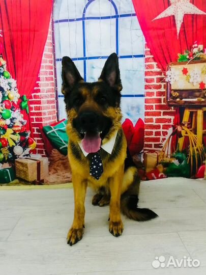 Стрижка собак и кошек