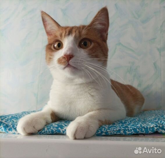 Котенок Гоша ищет дом