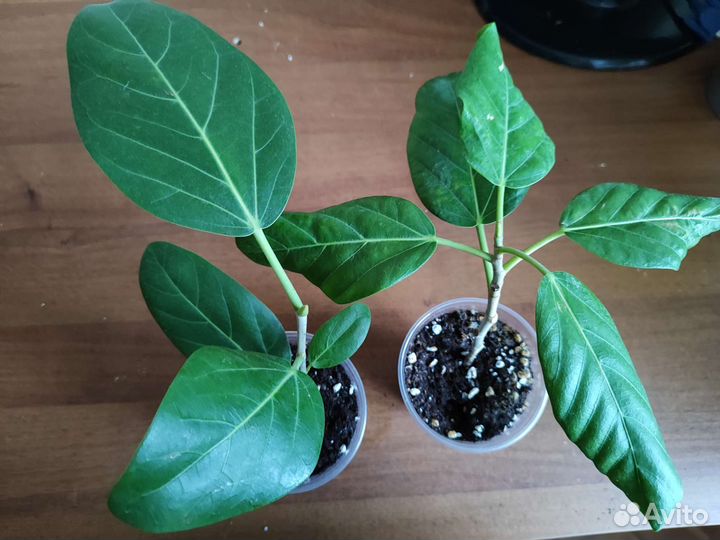 Фикус бенгальский Одри