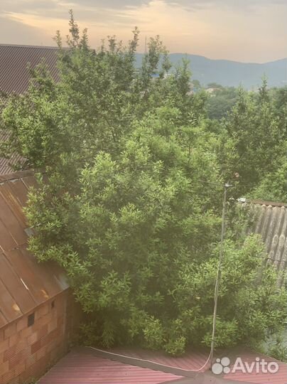 Лавровый лист