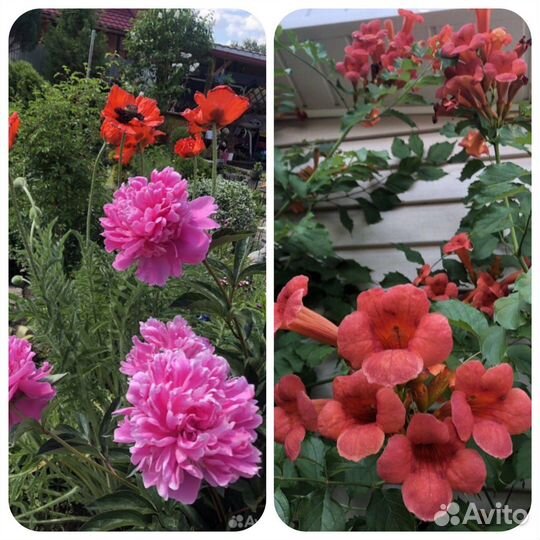 Многолетние цветы и др