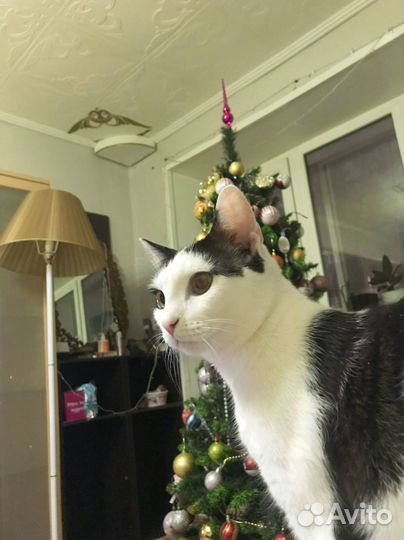 Кот в добрые руки