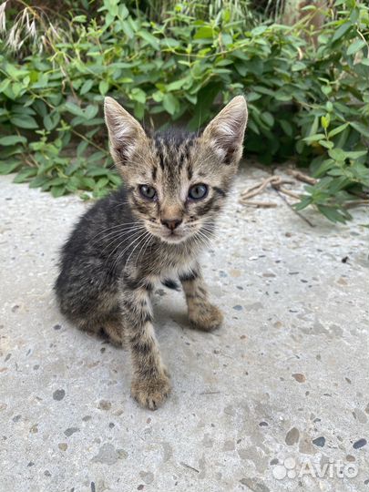 Котята в добрые руки мальчики