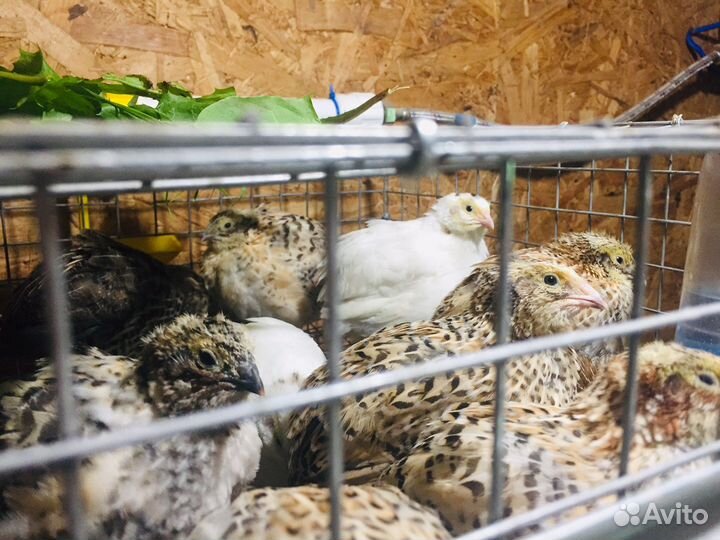 Мясо перепелов,Курица,Яйцо куриное и др