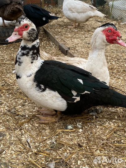 Мускусные утки, Индоутки,Инк яйцо, Бронируем утят