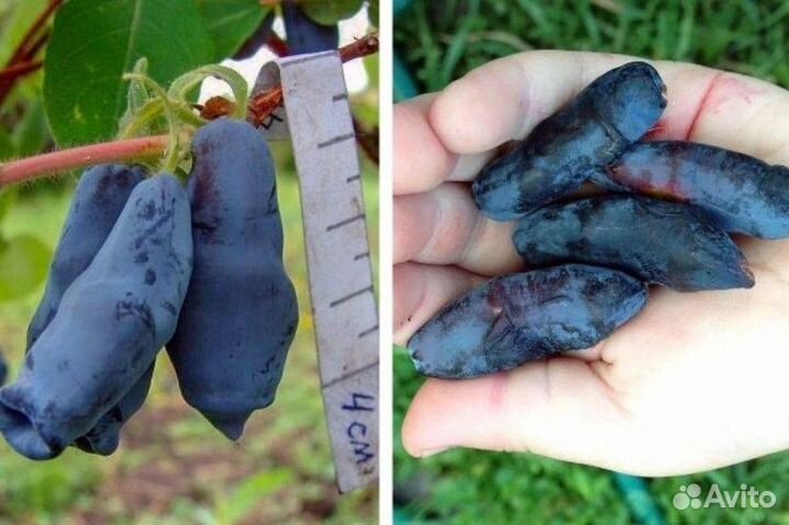 Жимолость, крыжовник без шипов, йота