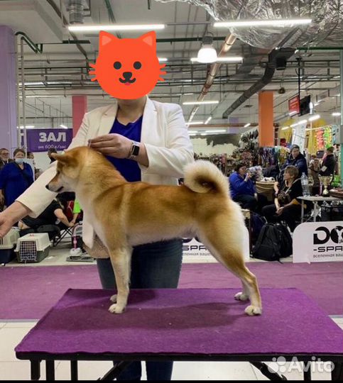 Вязка сиба ину кобель