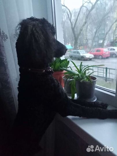 Малый пудель вязка