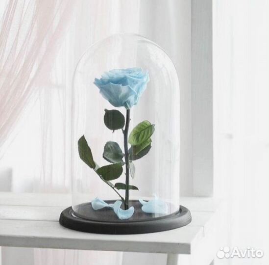 Роза в колбе. Новая