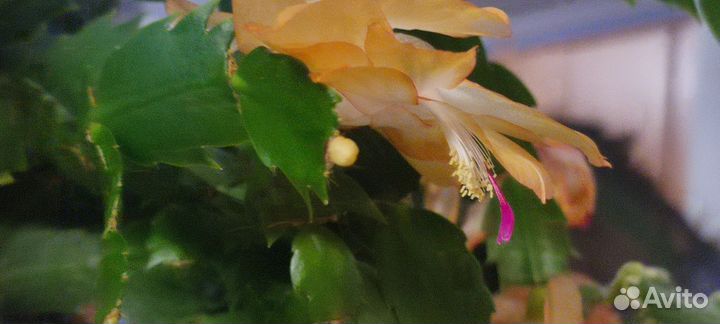 Декабрист шлюмбергера