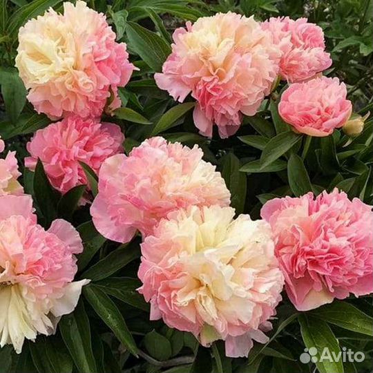 Пионы саженцы