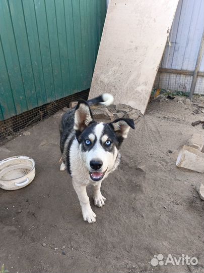 Сибирский хаски