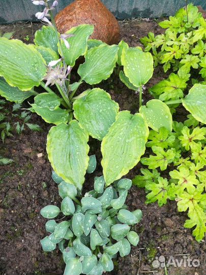 Коллекционные хосты