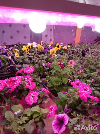 Рассада петунии