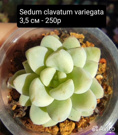 Суккуленты 4