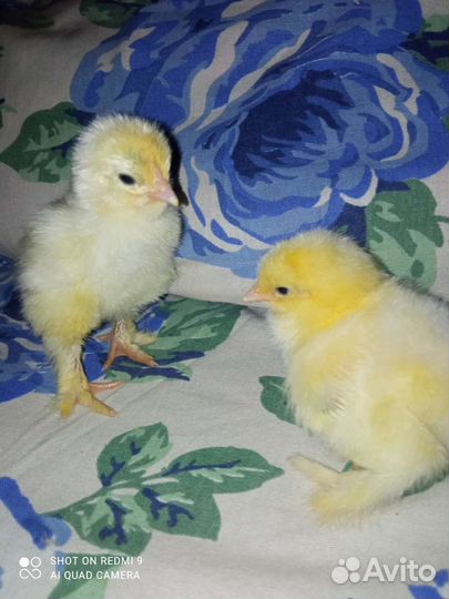 Цыплята брама колумбийская (светлая)