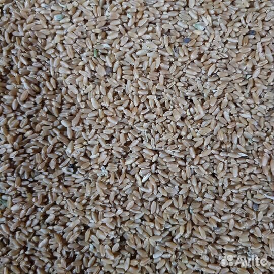 Пшеница фуражная