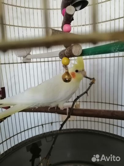 Попугай корелла