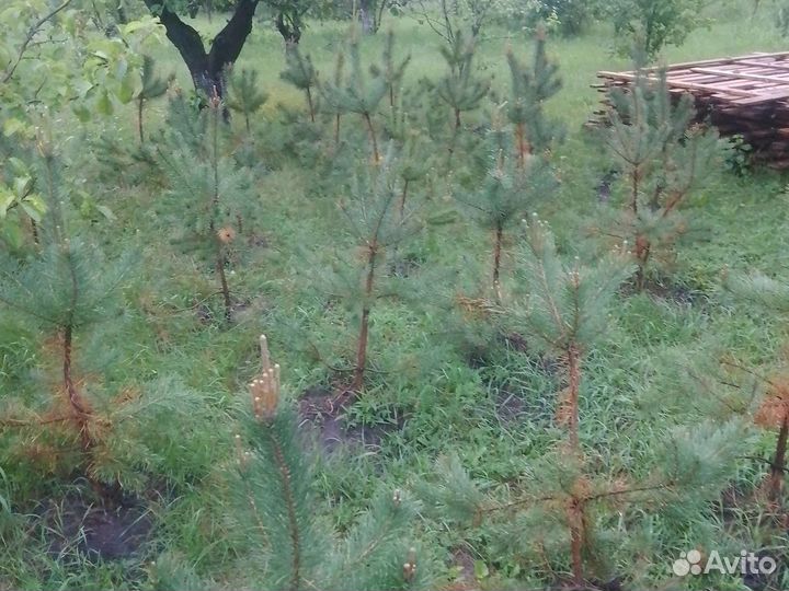 Сосна крымская