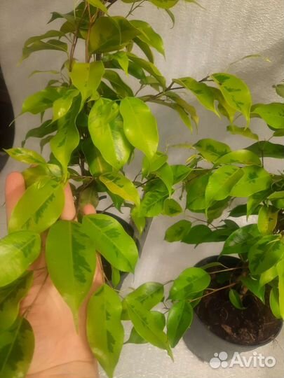 Фикус Бенджамина Голден Моник (Golden Monique)