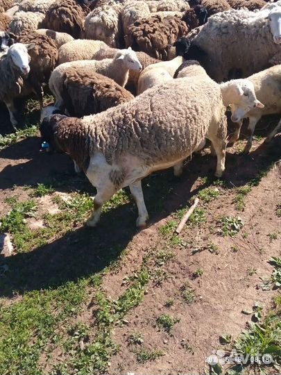 Баран на племя