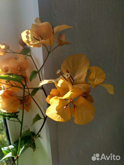 Бугенвиллия