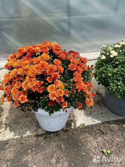 Хризантема мультифлора оптом