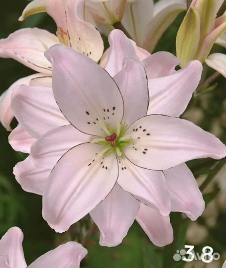 Лилии луковицы три сорта