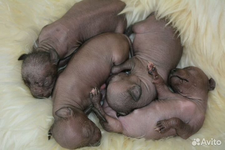 Мексиканская голая миниатюра