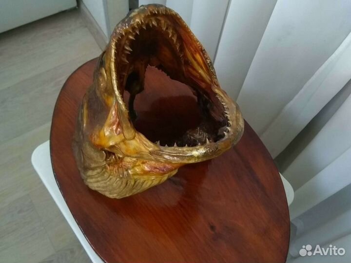 Чучело головы рыбы