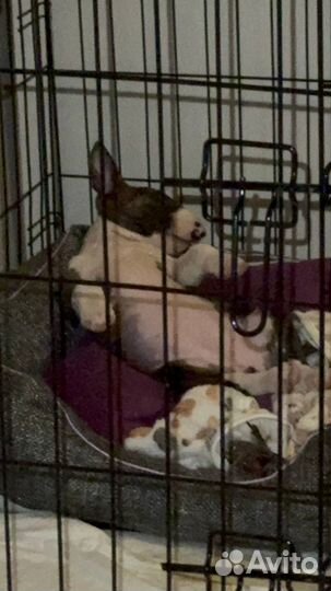 Миниатюрный бультерьер девочка