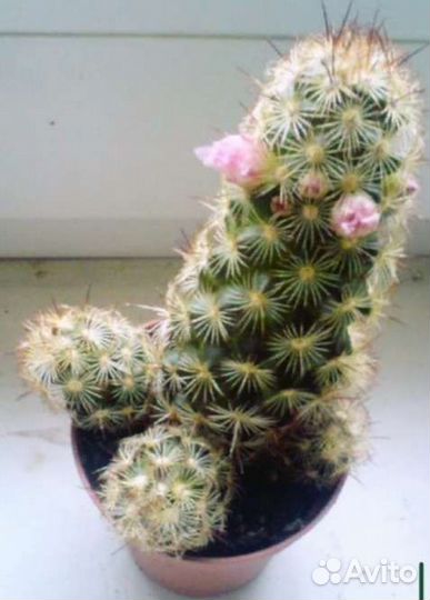 Алоэ остистое Кактус Маммиллярия Эхинопсис Опунция