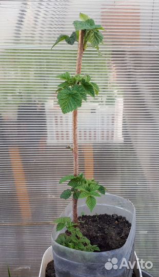 Малина ремонтантная саженцы