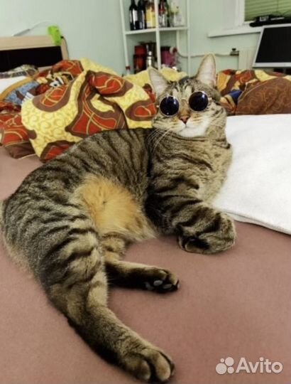 Очки для кота